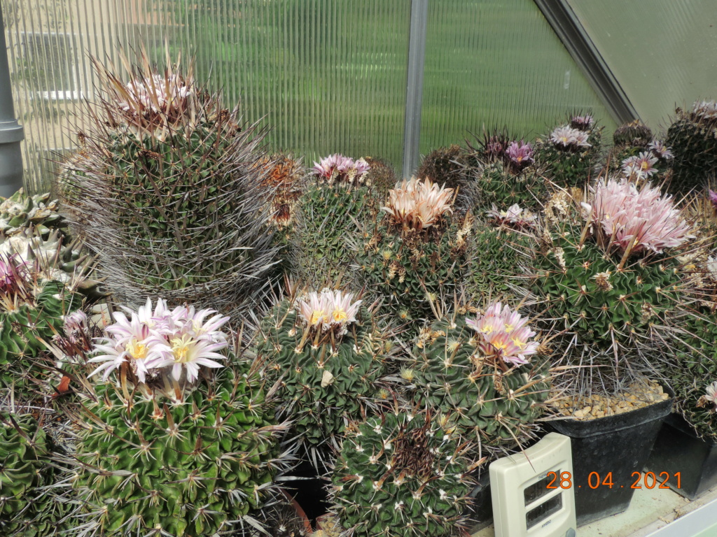 Cacti and Sukkulent in Köln, every day new flowers in the greenhouse Part 257 Bild7735