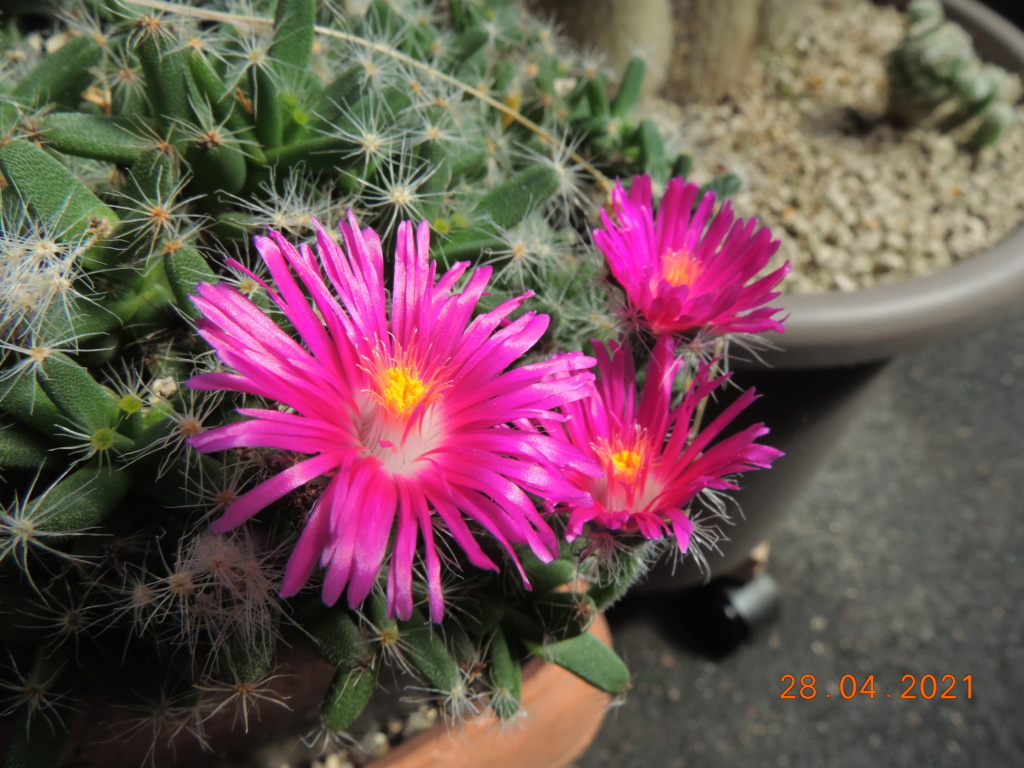 Cacti and Sukkulent in Köln, every day new flowers in the greenhouse Part 257 Bild7736