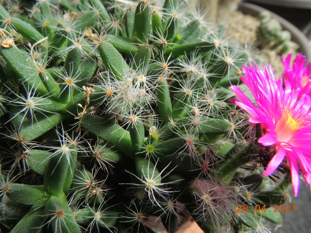 Cacti and Sukkulent in Köln, every day new flowers in the greenhouse Part 257 Bild7737