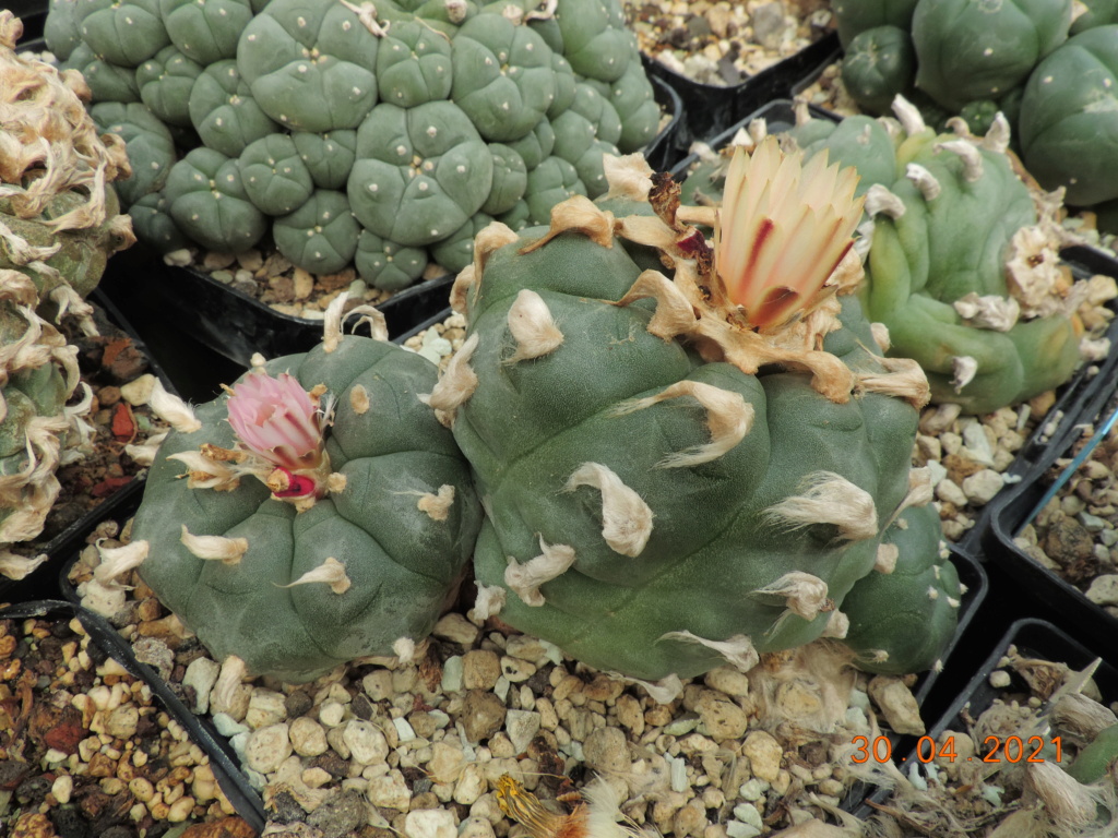 Cacti and Sukkulent in Köln, every day new flowers in the greenhouse Part 258 Bild7746