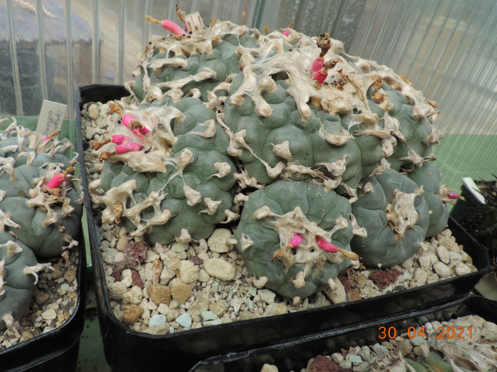 Cacti and Sukkulent in Köln, every day new flowers in the greenhouse Part 258 Bild7747