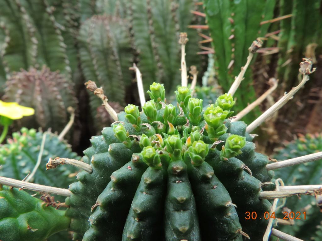 Cacti and Sukkulent in Köln, every day new flowers in the greenhouse Part 258 Bild7749