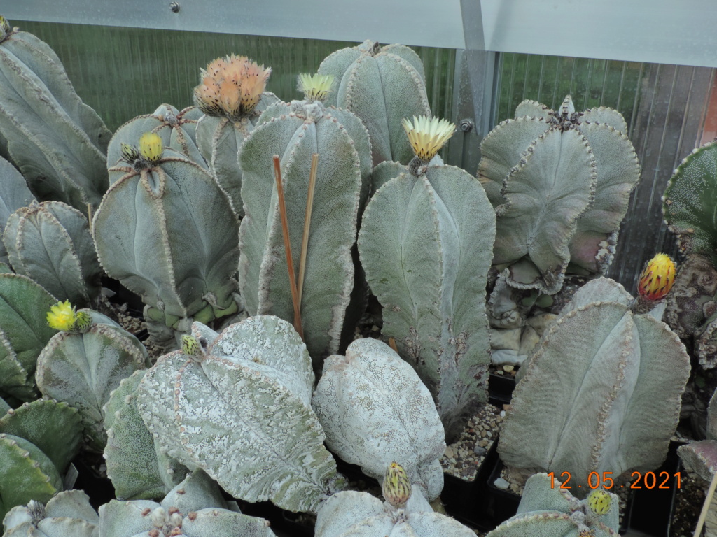 Cacti and Sukkulent in Köln, every day new flowers in the greenhouse Part 258 Bild7817