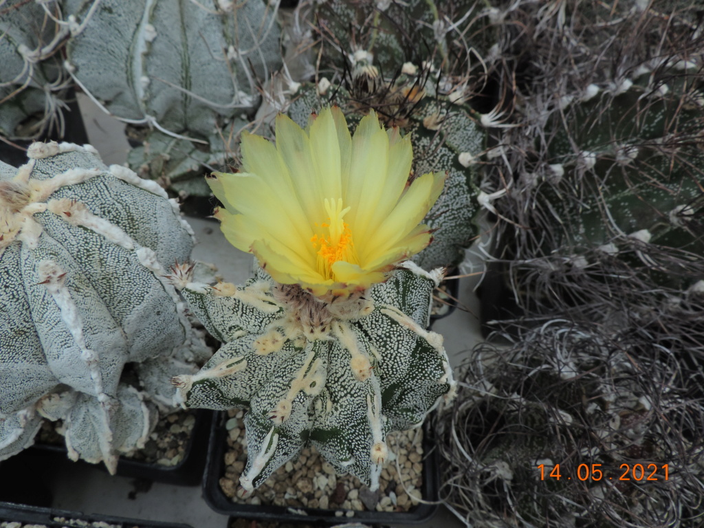 Cacti and Sukkulent in Köln, every day new flowers in the greenhouse Part 258 Bild7826