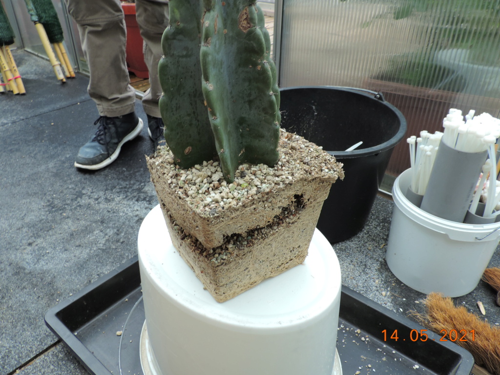 Cacti and Sukkulent in Köln, every day new flowers in the greenhouse Part 258 Bild7839