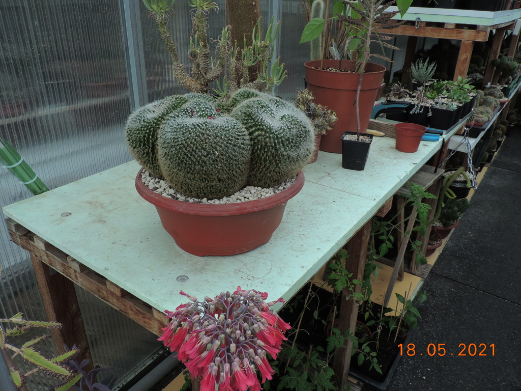 Cacti and Sukkulent in Köln, every day new flowers in the greenhouse Part 259 Bild7840