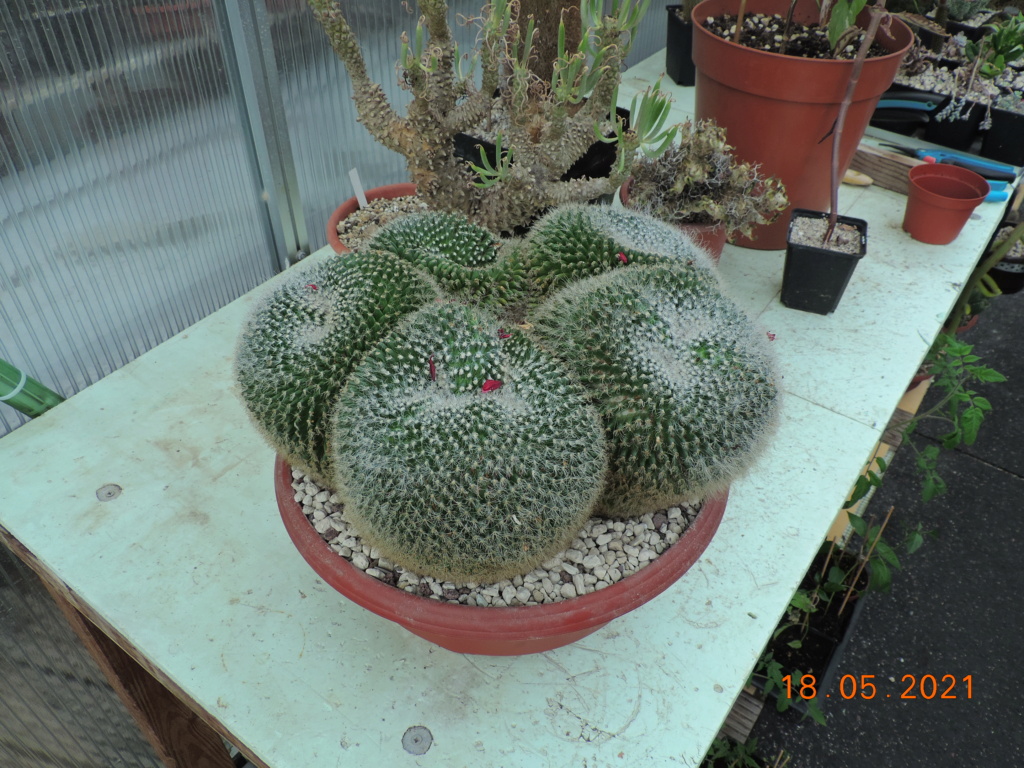 Cacti and Sukkulent in Köln, every day new flowers in the greenhouse Part 259 Bild7841