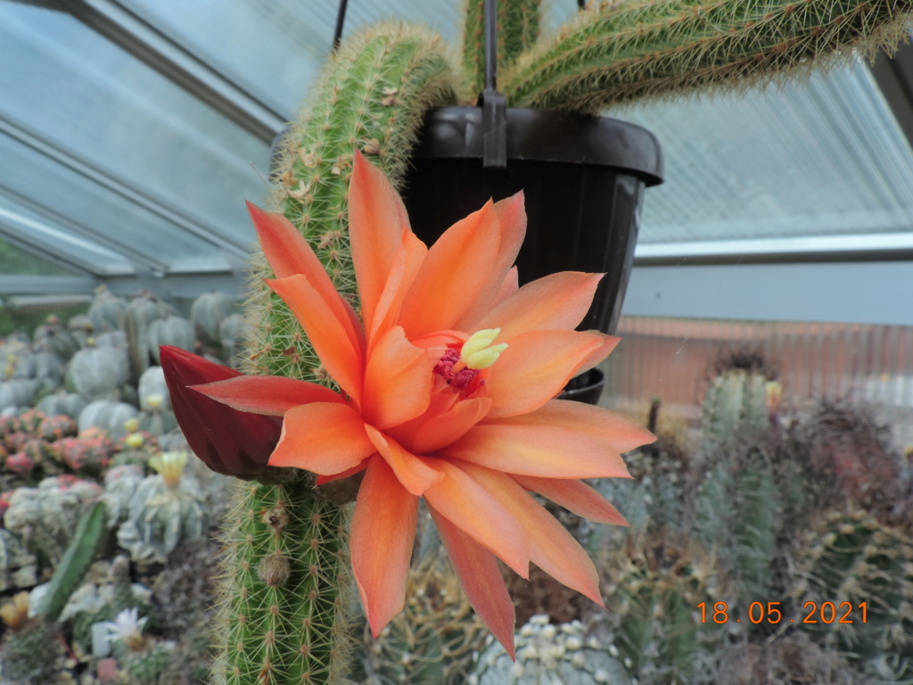Cacti and Sukkulent in Köln, every day new flowers in the greenhouse Part 259 Bild7843
