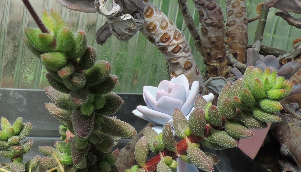 Cacti and Sukkulent in Köln, every day new flowers in the greenhouse Part 259 Bild7848