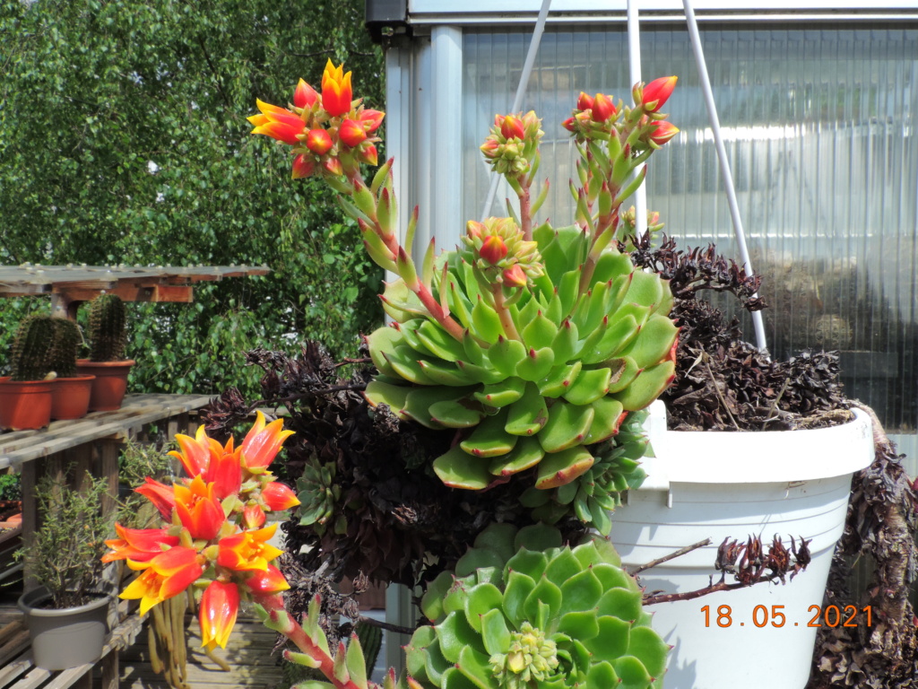 Cacti and Sukkulent in Köln, every day new flowers in the greenhouse Part 259 Bild7857