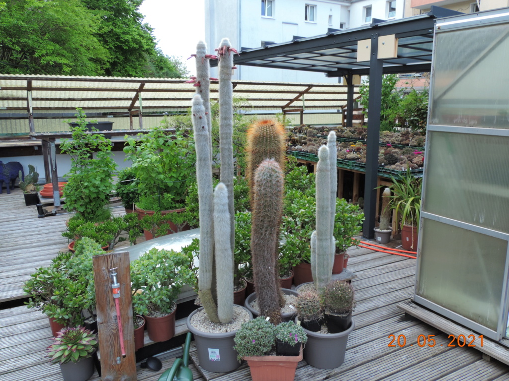 Cacti and Sukkulent in Köln, every day new flowers in the greenhouse Part 259 Bild7860