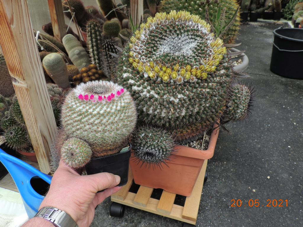 Cacti and Sukkulent in Köln, every day new flowers in the greenhouse Part 259 Bild7861
