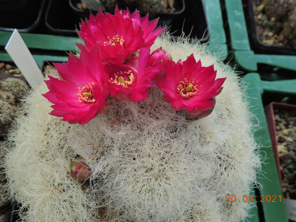 Cacti and Sukkulent in Köln, every day new flowers in the greenhouse Part 259 Bild7862