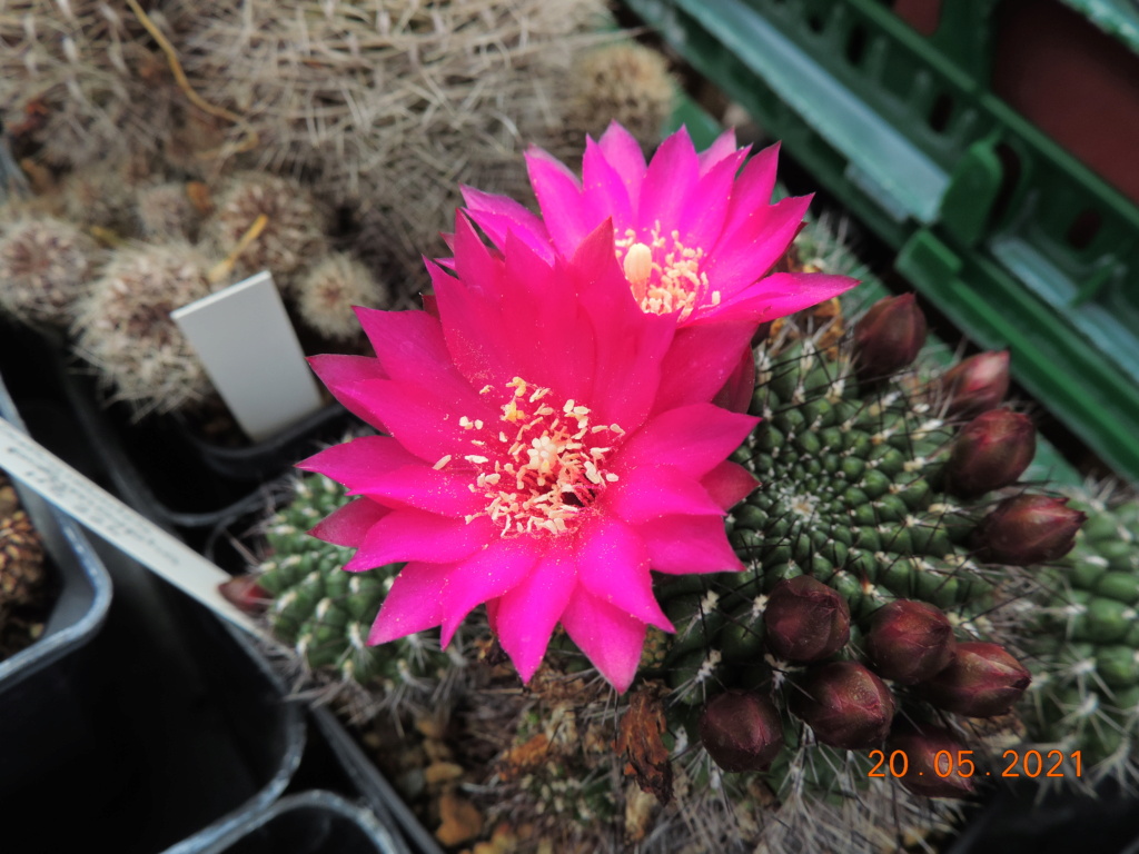 Cacti and Sukkulent in Köln, every day new flowers in the greenhouse Part 259 Bild7863
