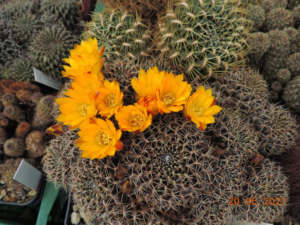 Cacti and Sukkulent in Köln, every day new flowers in the greenhouse Part 259 Bild7866