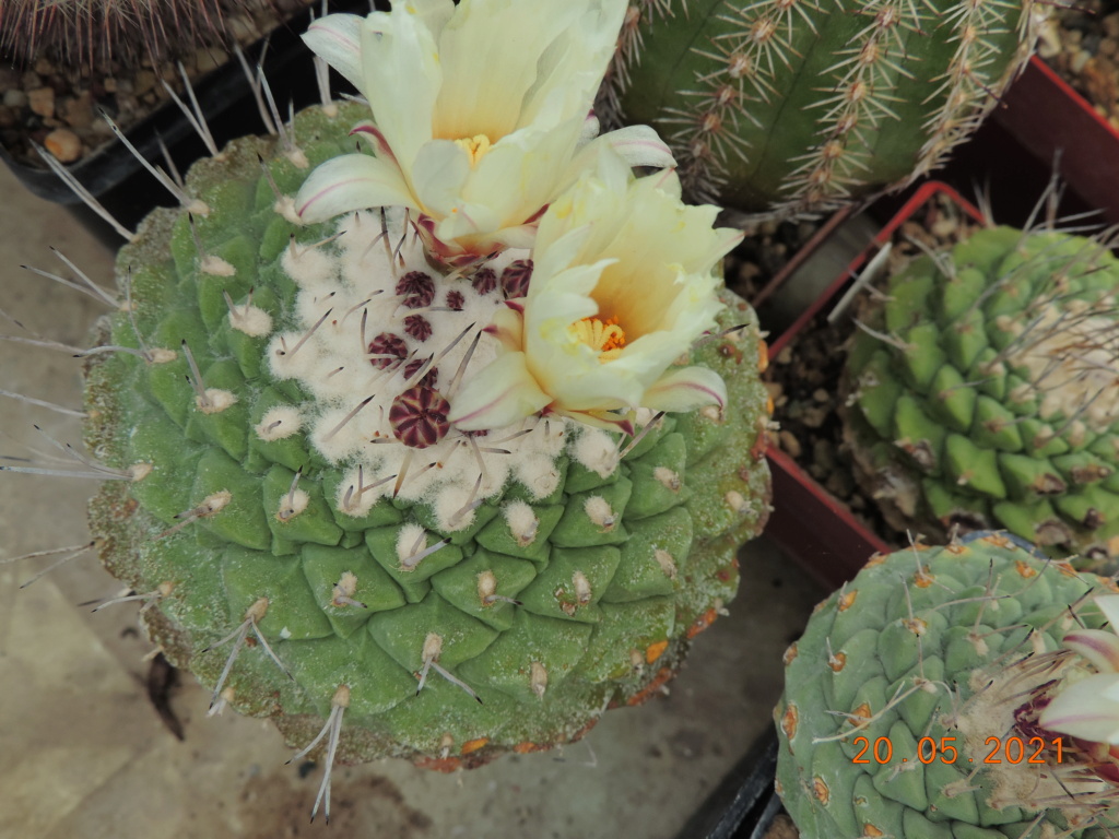 Cacti and Sukkulent in Köln, every day new flowers in the greenhouse Part 259 Bild7867