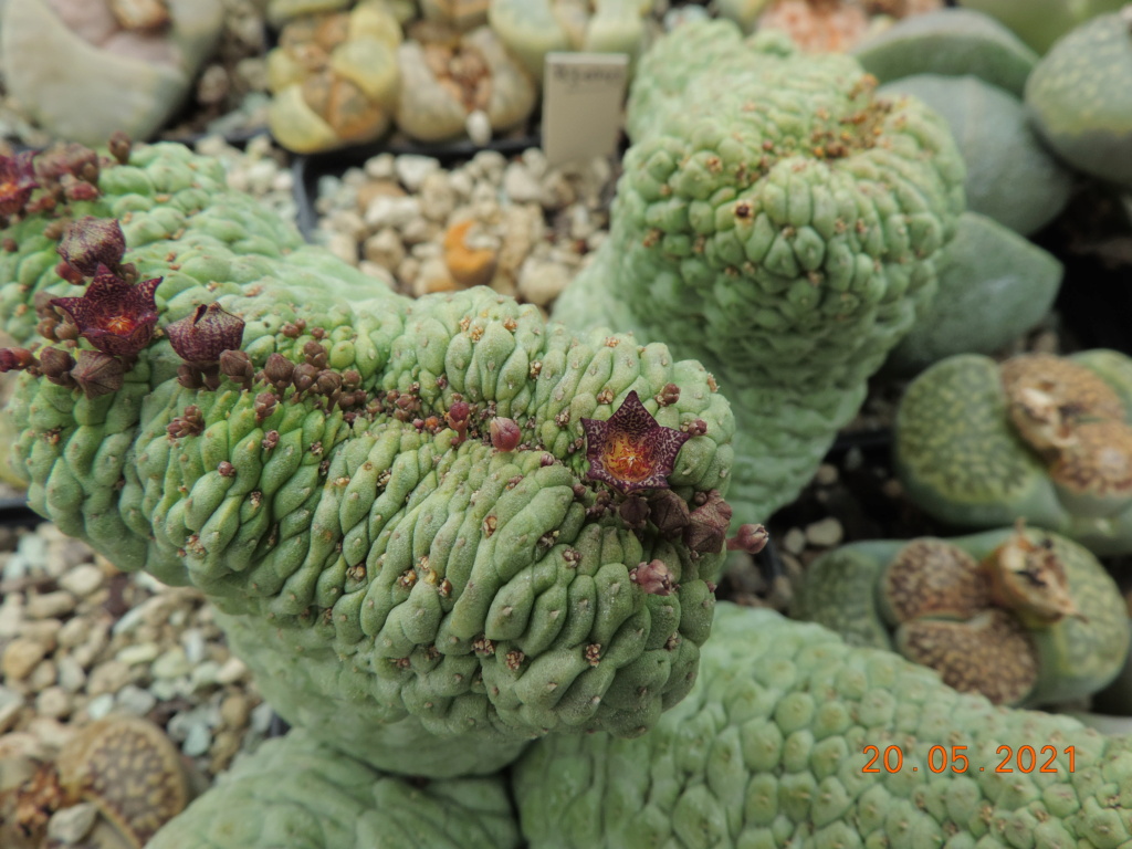 Cacti and Sukkulent in Köln, every day new flowers in the greenhouse Part 259 Bild7870