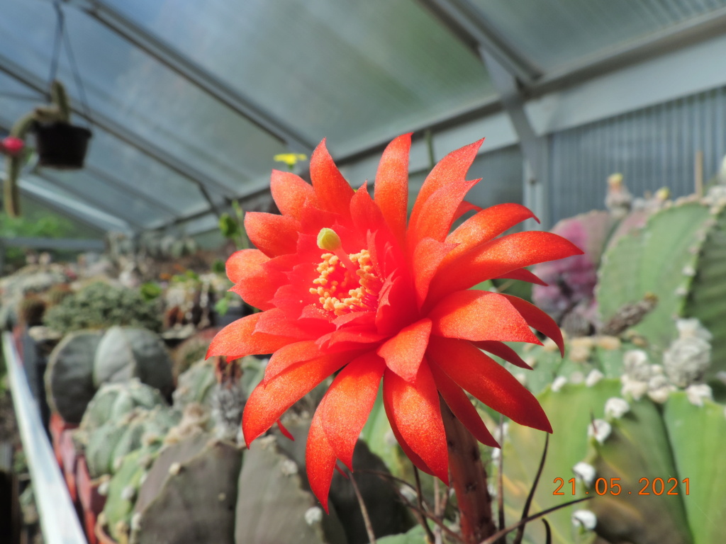 Cacti and Sukkulent in Köln, every day new flowers in the greenhouse Part 259 Bild7871