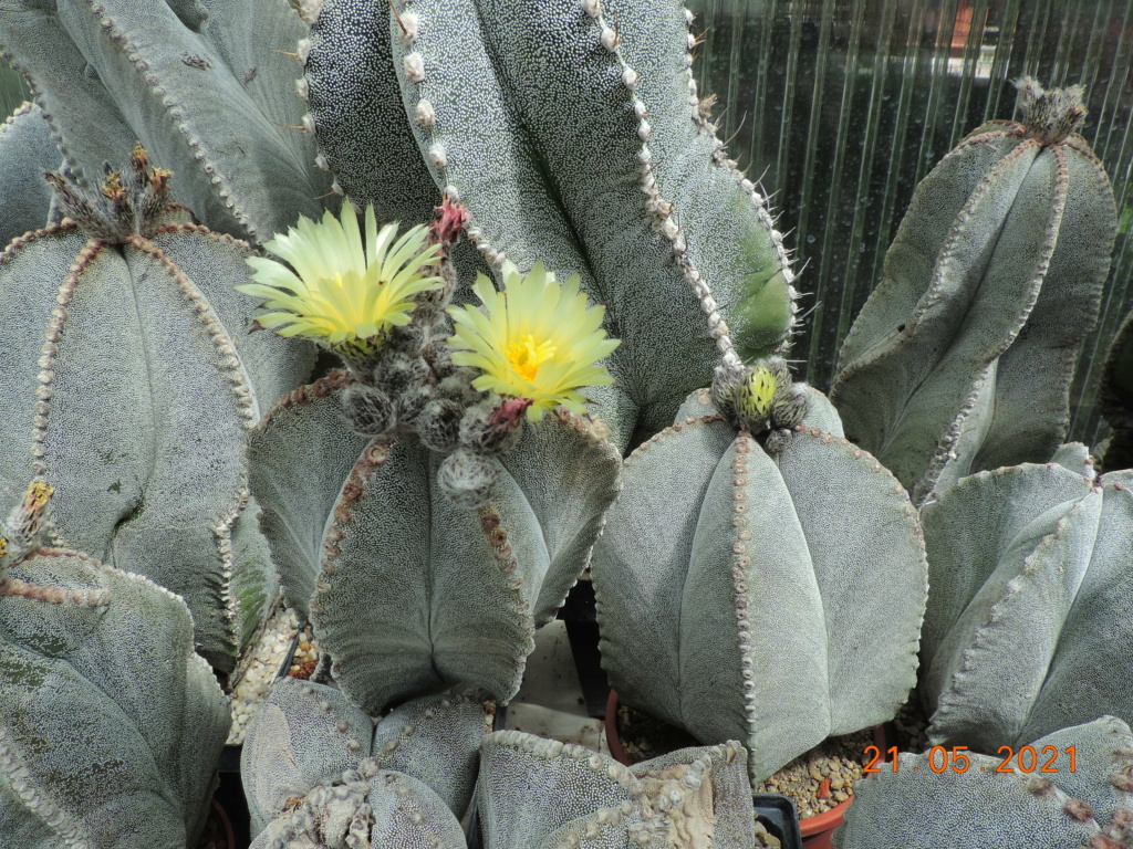Cacti and Sukkulent in Köln, every day new flowers in the greenhouse Part 259 Bild7872