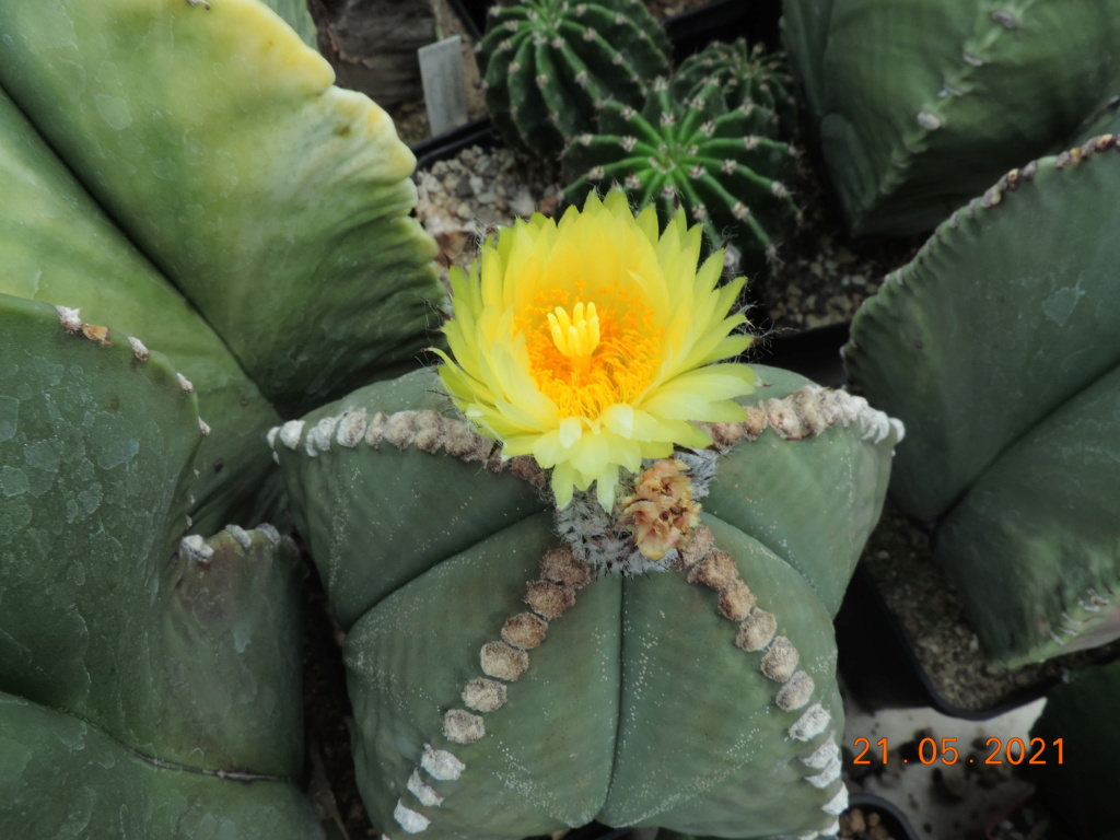 Cacti and Sukkulent in Köln, every day new flowers in the greenhouse Part 259 Bild7873