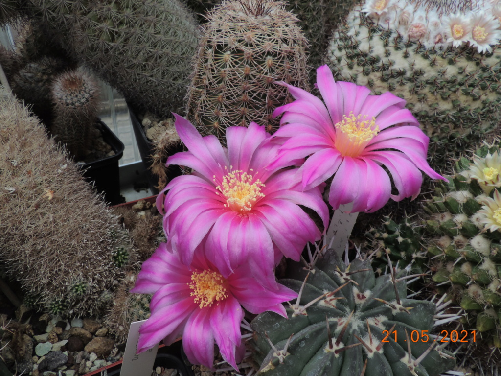 Cacti and Sukkulent in Köln, every day new flowers in the greenhouse Part 259 Bild7874