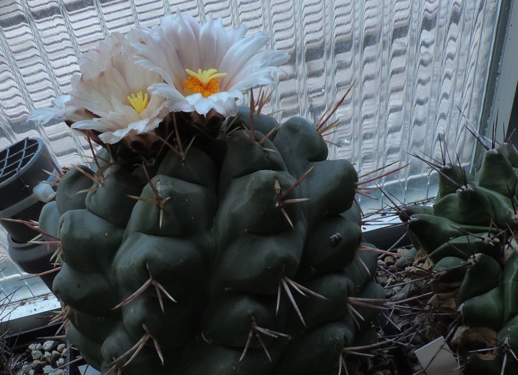 Cacti and Sukkulent in Köln, every day new flowers in the greenhouse Part 259 Bild7875