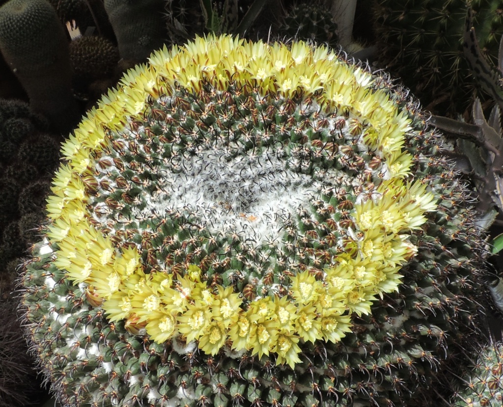 Cacti and Sukkulent in Köln, every day new flowers in the greenhouse Part 259 Bild7876