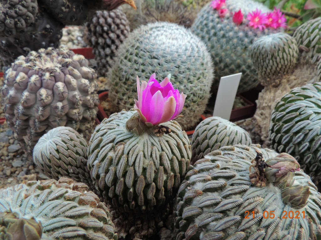 Cacti and Sukkulent in Köln, every day new flowers in the greenhouse Part 259 Bild7877