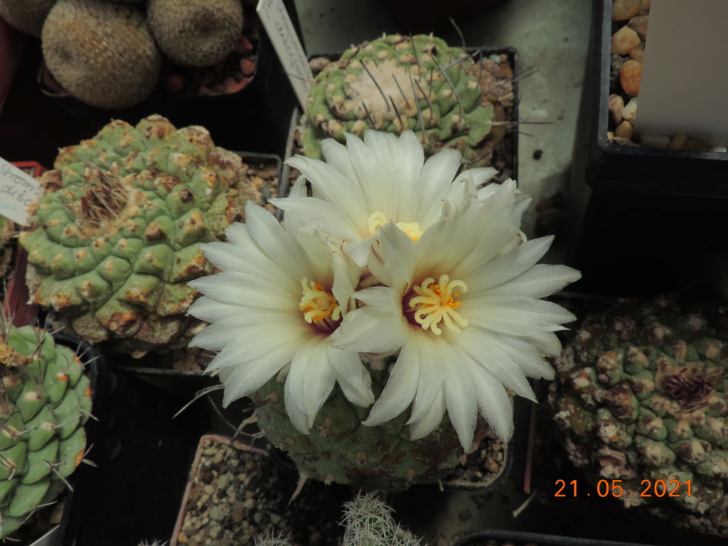 Cacti and Sukkulent in Köln, every day new flowers in the greenhouse Part 259 Bild7878