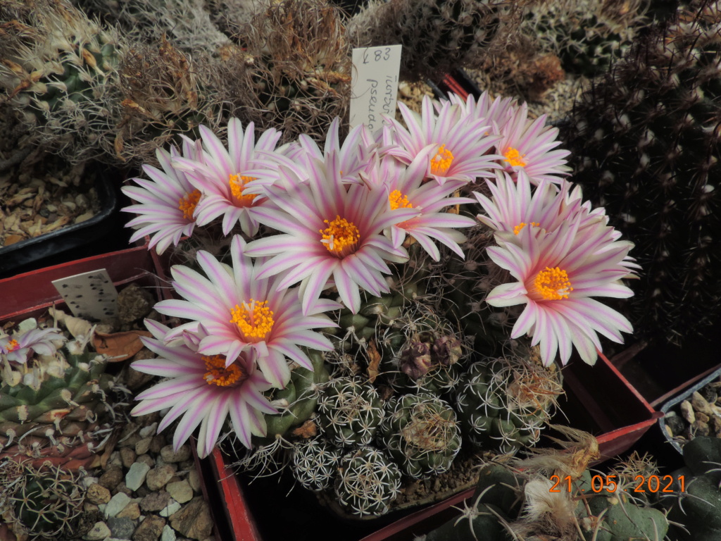 Cacti and Sukkulent in Köln, every day new flowers in the greenhouse Part 259 Bild7880