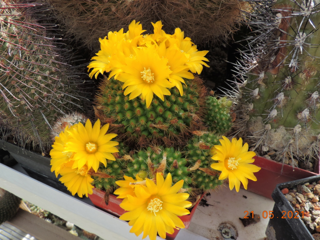 Cacti and Sukkulent in Köln, every day new flowers in the greenhouse Part 259 Bild7882