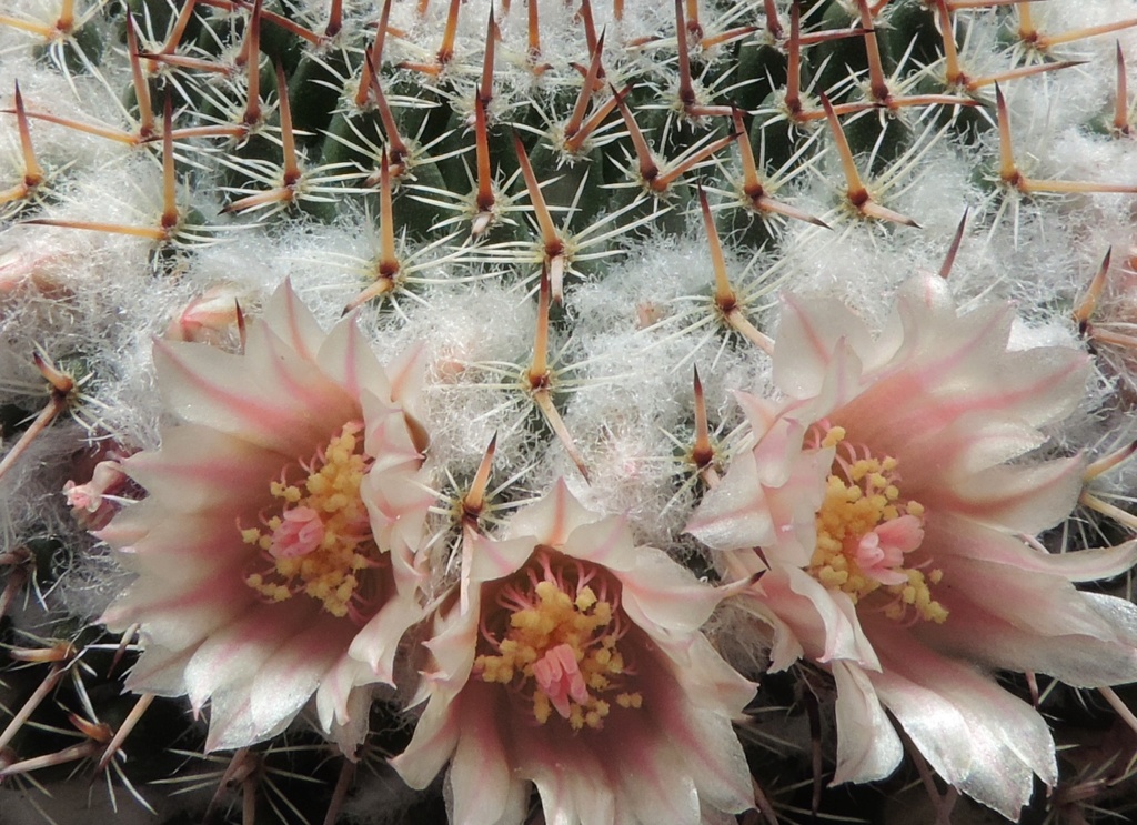 Cacti and Sukkulent in Köln, every day new flowers in the greenhouse Part 259 Bild7883