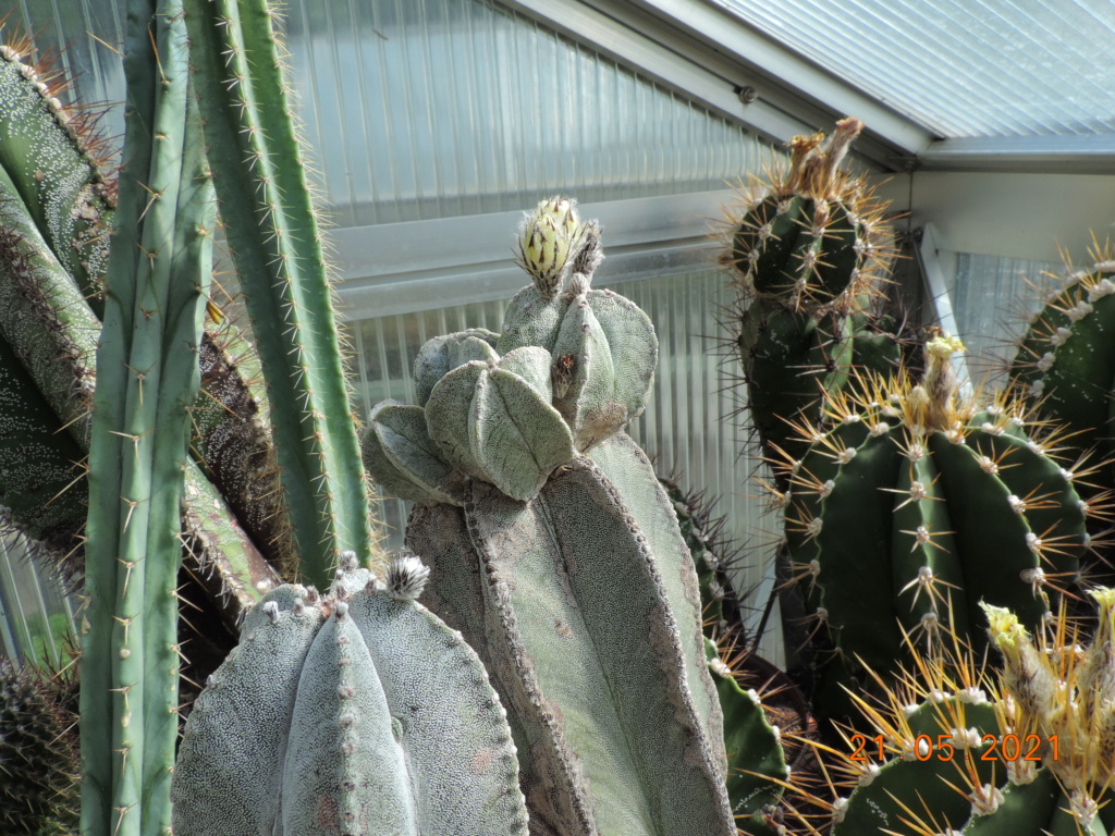 Cacti and Sukkulent in Köln, every day new flowers in the greenhouse Part 259 Bild7884
