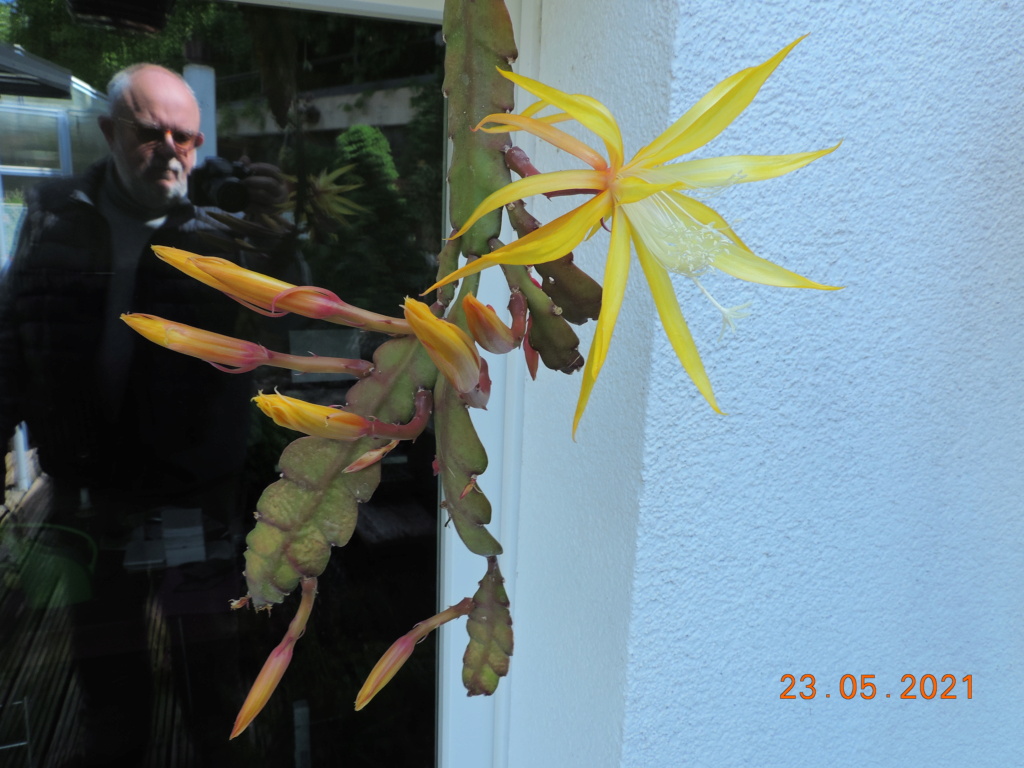 Cacti and Sukkulent in Köln, every day new flowers in the greenhouse Part 259 Bild7891