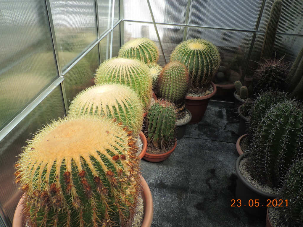 Cacti and Sukkulent in Köln, every day new flowers in the greenhouse Part 259 Bild7892