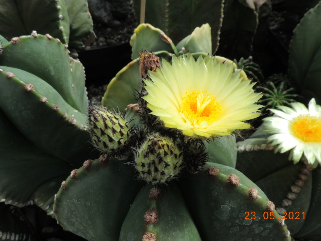 Cacti and Sukkulent in Köln, every day new flowers in the greenhouse Part 259 Bild7893