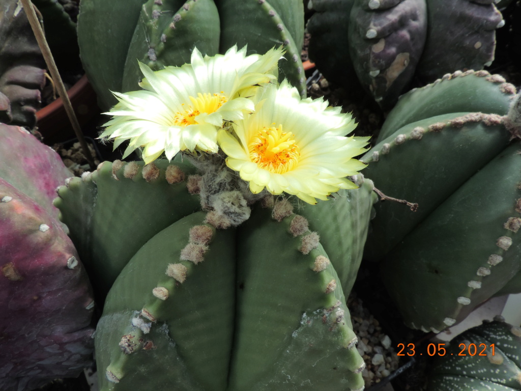 Cacti and Sukkulent in Köln, every day new flowers in the greenhouse Part 259 Bild7894