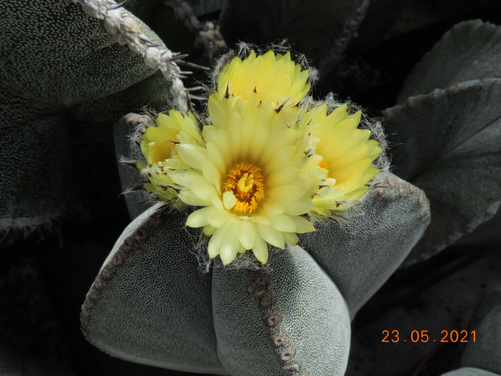 Cacti and Sukkulent in Köln, every day new flowers in the greenhouse Part 259 Bild7895