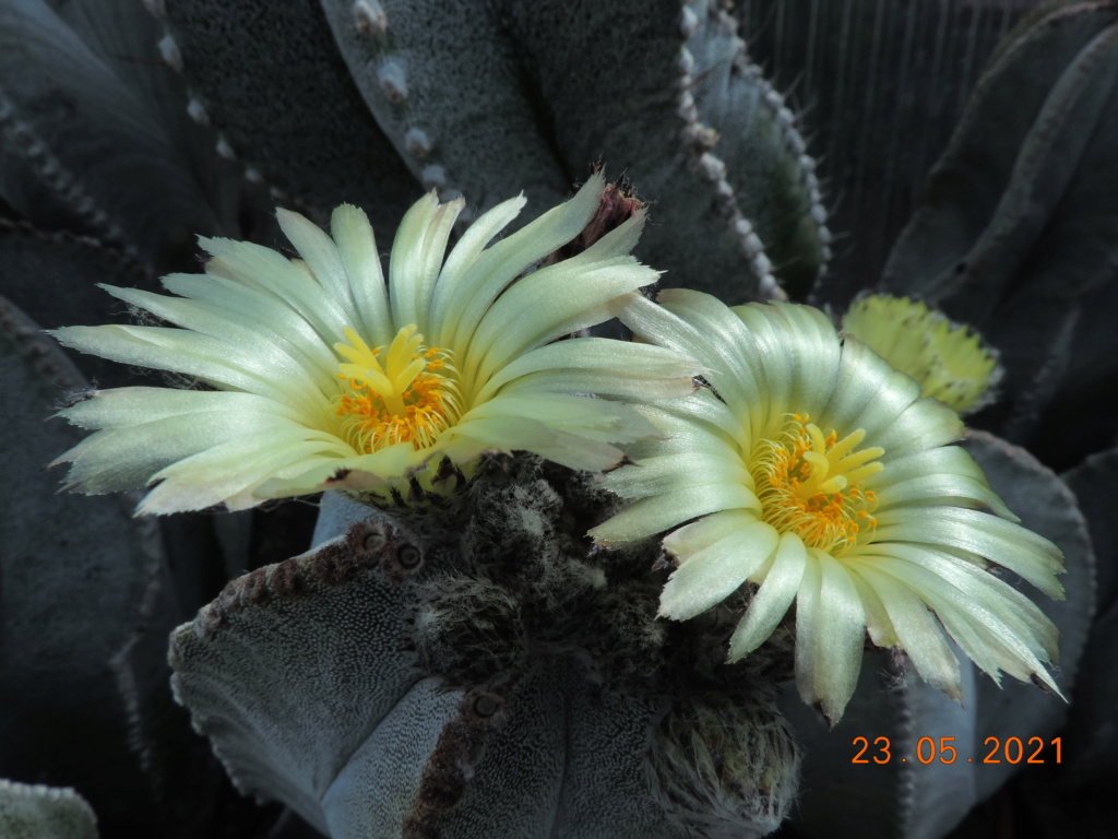 Cacti and Sukkulent in Köln, every day new flowers in the greenhouse Part 259 Bild7896