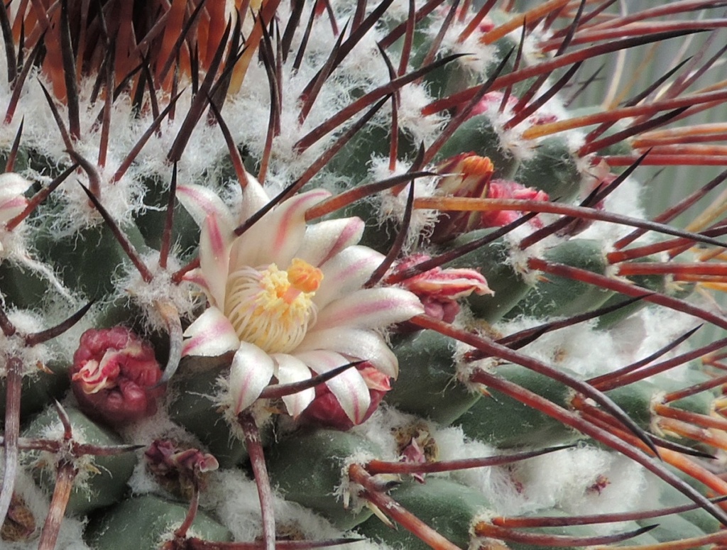 Cacti and Sukkulent in Köln, every day new flowers in the greenhouse Part 259 Bild7904