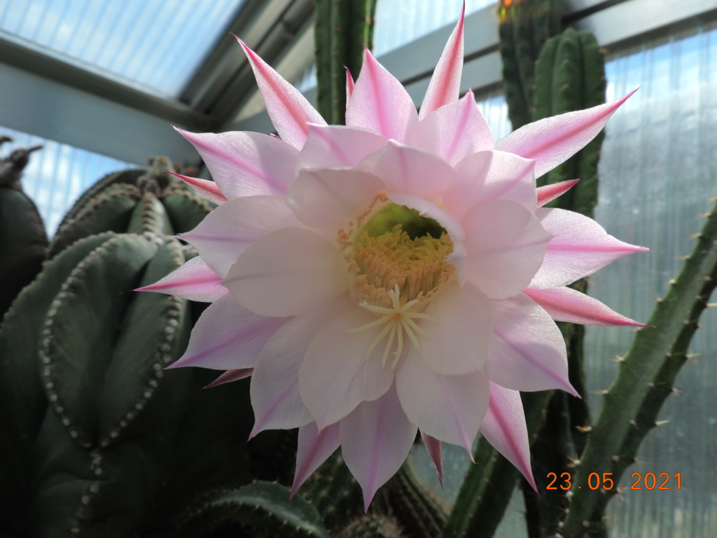 Cacti and Sukkulent in Köln, every day new flowers in the greenhouse Part 259 Bild7905