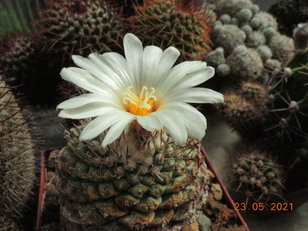 Cacti and Sukkulent in Köln, every day new flowers in the greenhouse Part 259 Bild7906
