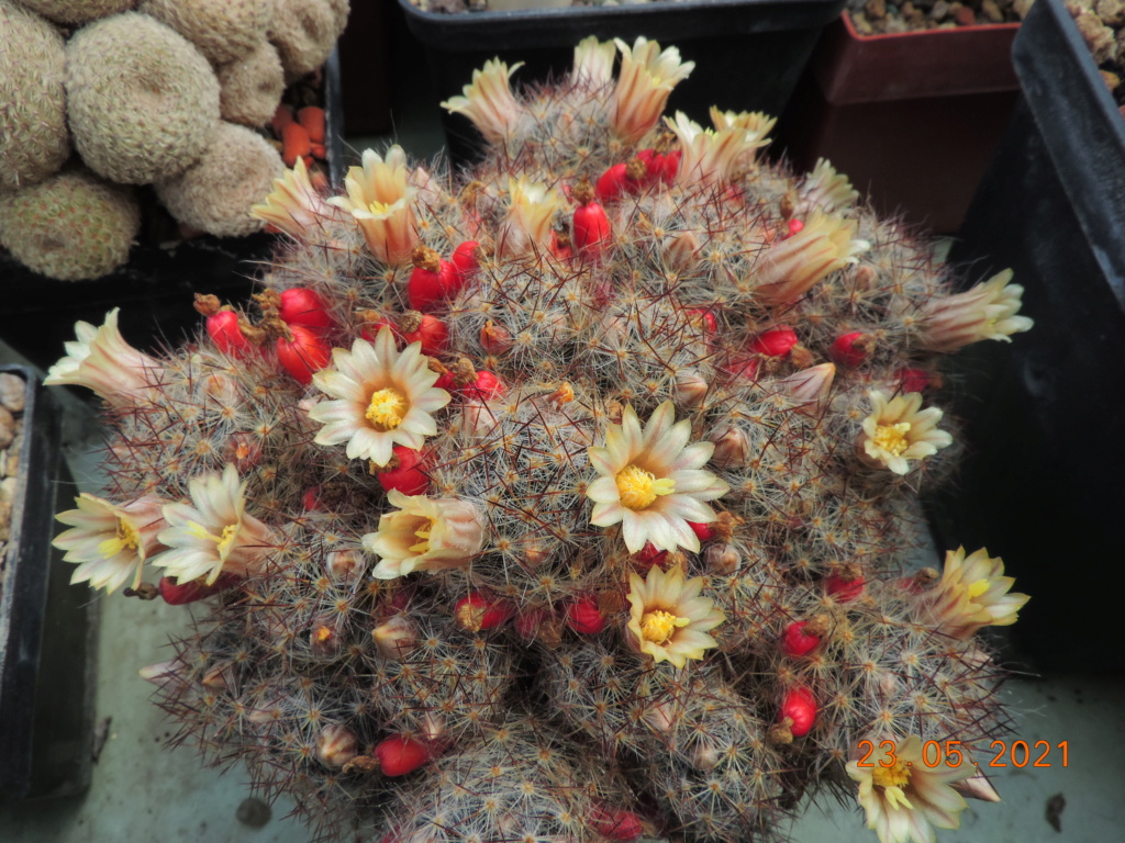Cacti and Sukkulent in Köln, every day new flowers in the greenhouse Part 259 Bild7907