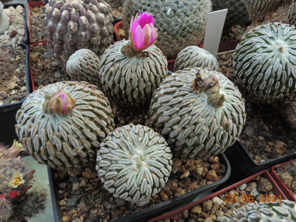 Cacti and Sukkulent in Köln, every day new flowers in the greenhouse Part 259 Bild7908