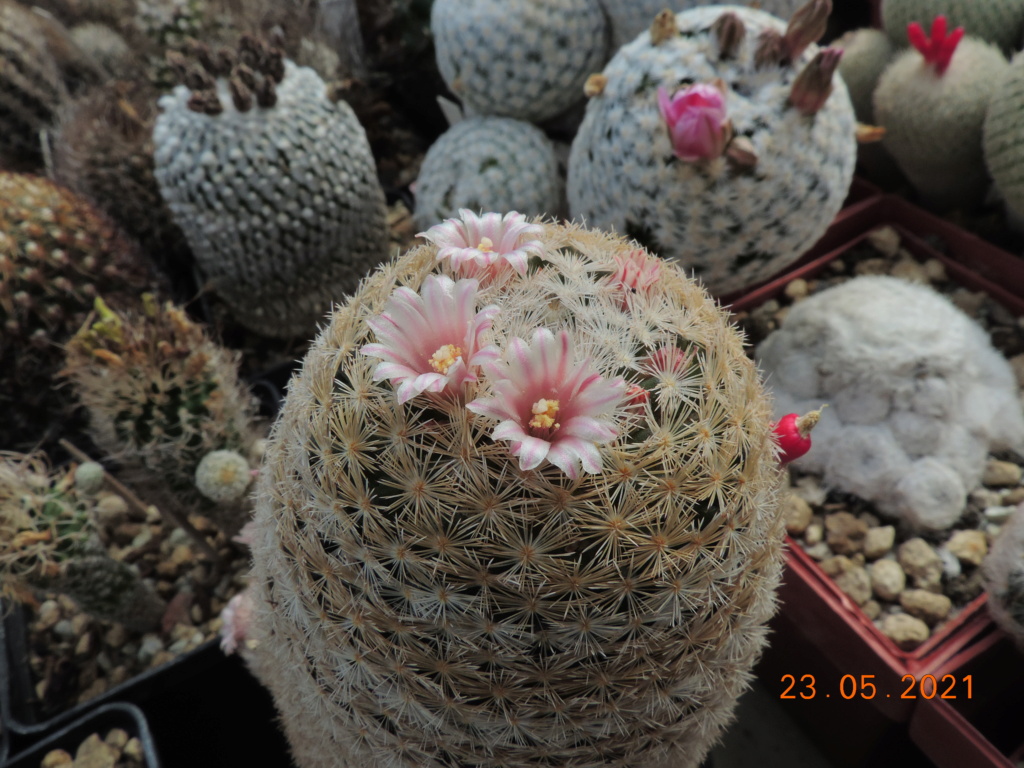 Cacti and Sukkulent in Köln, every day new flowers in the greenhouse Part 259 Bild7909