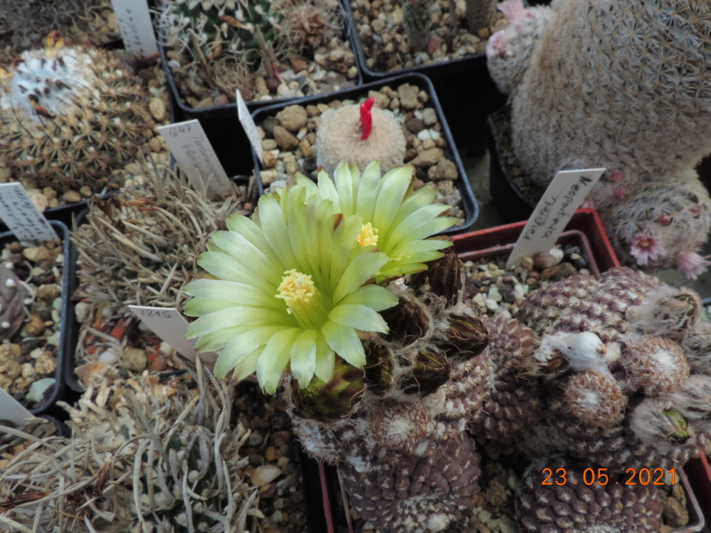 Cacti and Sukkulent in Köln, every day new flowers in the greenhouse Part 259 Bild7910