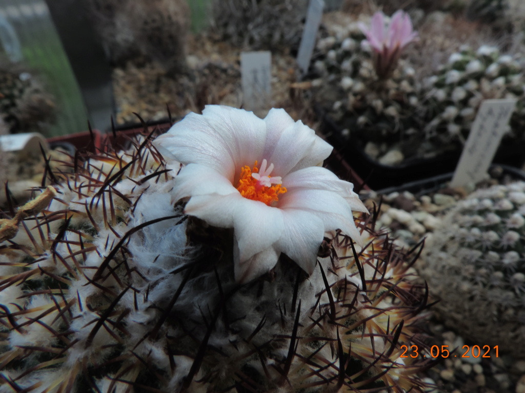 Cacti and Sukkulent in Köln, every day new flowers in the greenhouse Part 259 Bild7911