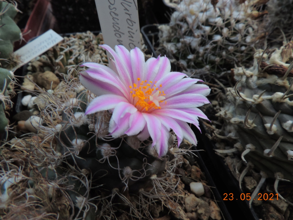 Cacti and Sukkulent in Köln, every day new flowers in the greenhouse Part 259 Bild7912