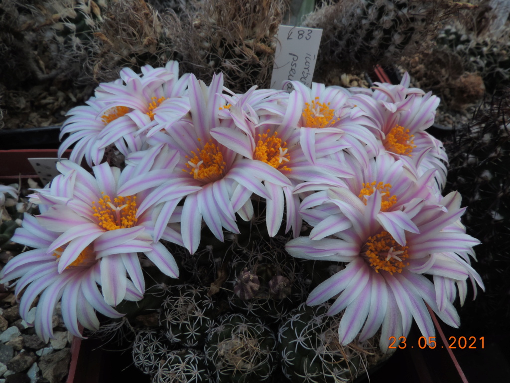 Cacti and Sukkulent in Köln, every day new flowers in the greenhouse Part 259 Bild7913