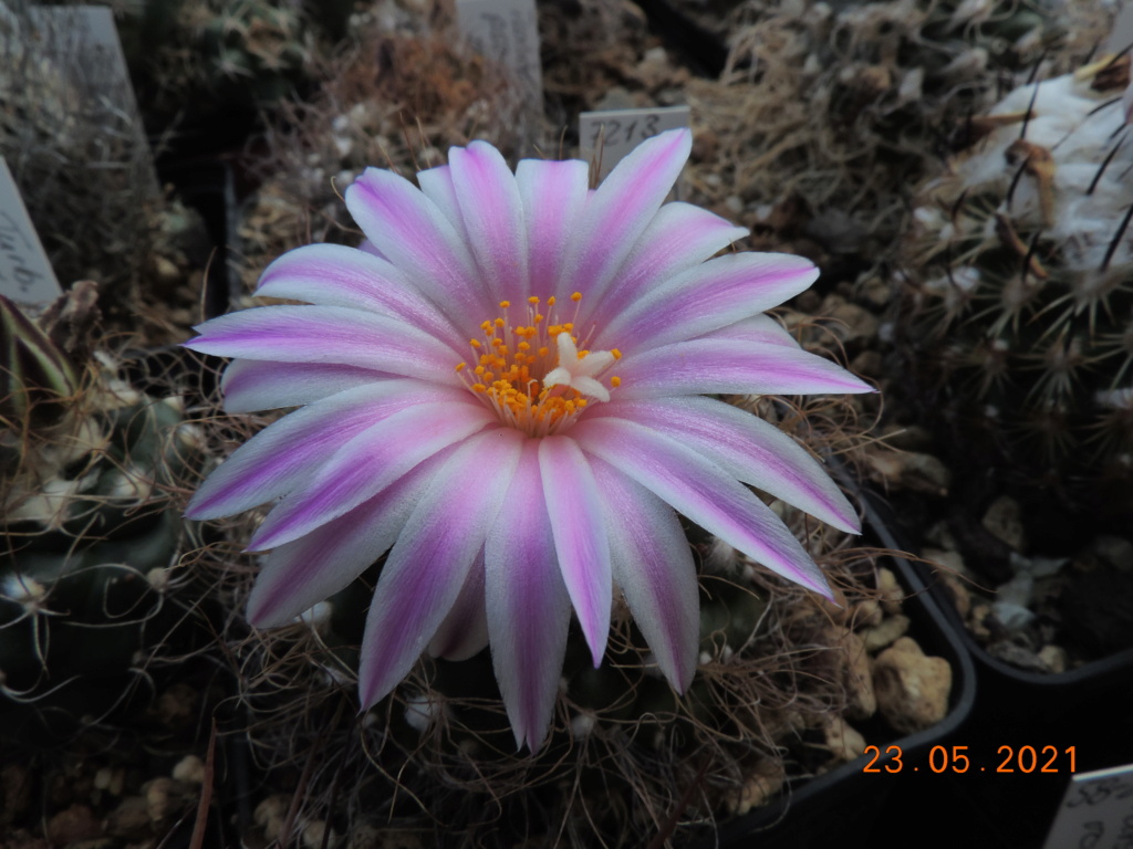 Cacti and Sukkulent in Köln, every day new flowers in the greenhouse Part 259 Bild7914
